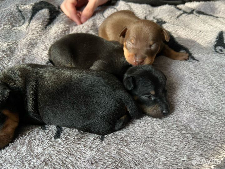 Той-терьер щенки