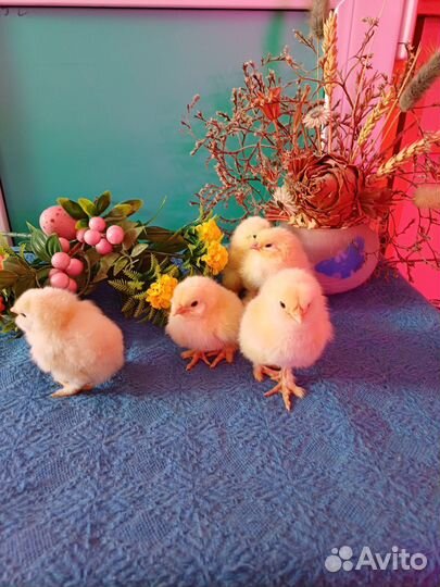 Цыплята породистых кур