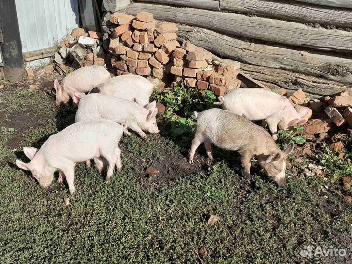 Поросята