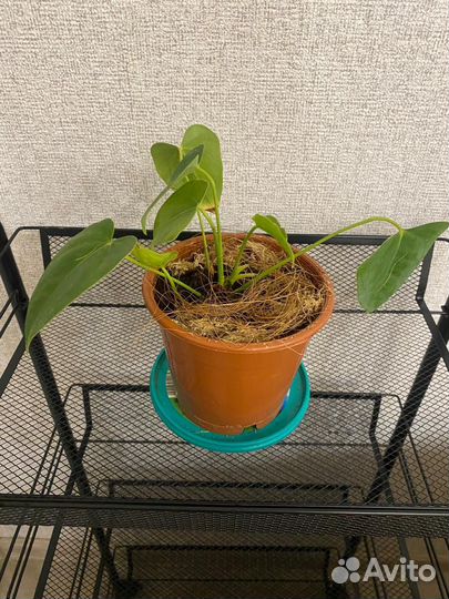 Антуриум красный