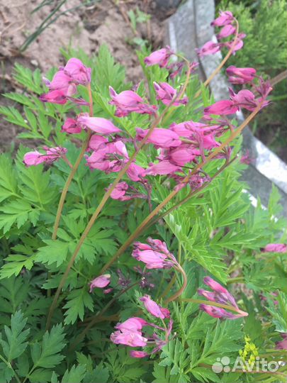 Дицетра(карликовое Разбитое сердце), Спирея