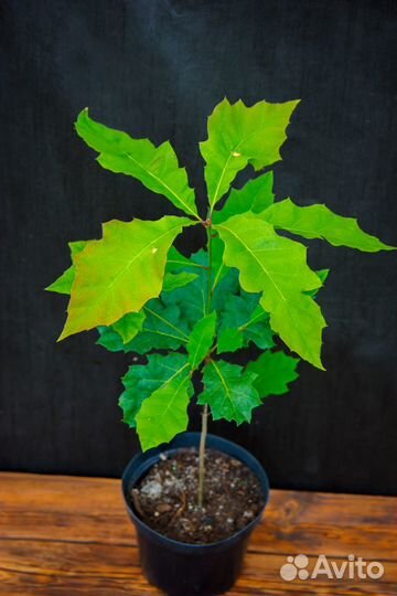 Саженцы ели, сосны, дуба, каштана, ореха, туи, бук