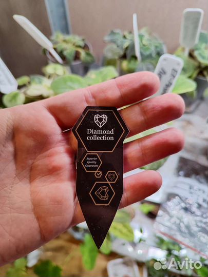 Антуриум андреанум даймонд ред