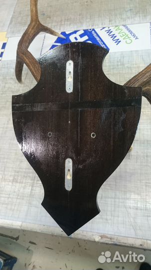 Рога изюбря