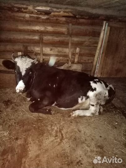 Коровы и телки стельные
