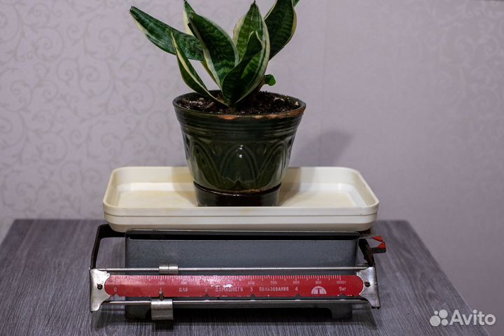 Весы кухонные СССР