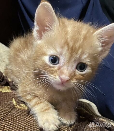 Котята, милые малыши, в добрые руки, бесплатно