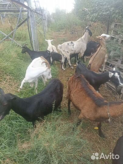 Козы дойные Козлята