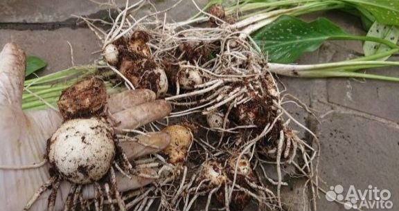 Луковицы Каллы Цветы