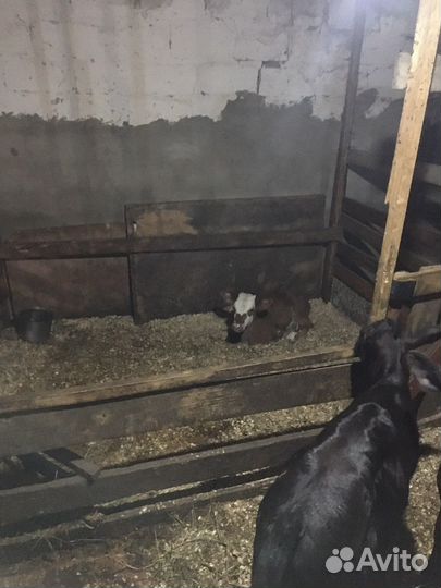 Телята подсосные