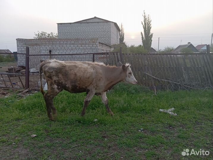 Коровы на продажу