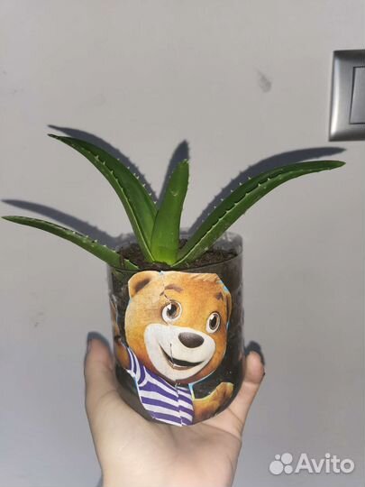 Алоэ