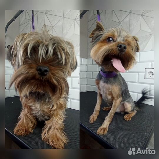 Грумер (экспресс-линька,стрижка,тримминг) груминг