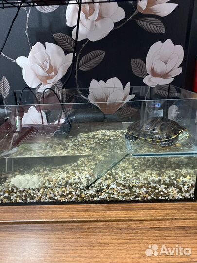 Аквариум для черепахи