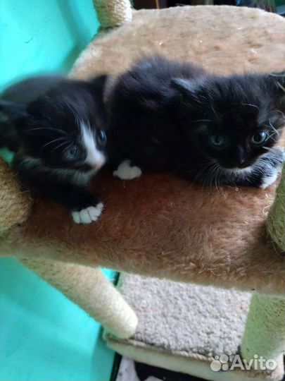 Котята норвежская лесная