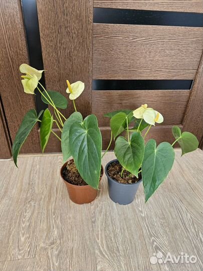 Антуриум Ванила