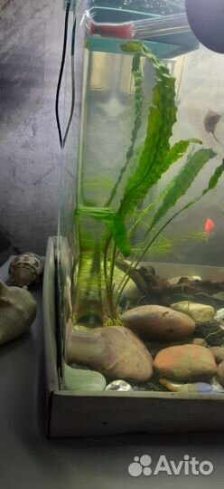 Аквариум