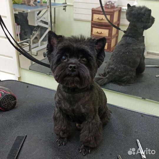 Груминг собак