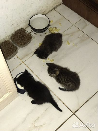 Отдам в добрые руки миленьких котяток