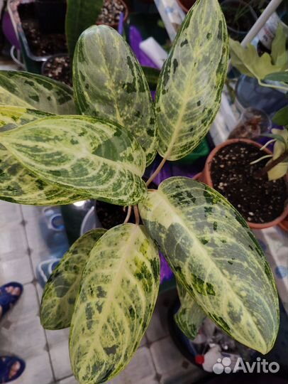 Аглаонема павлин