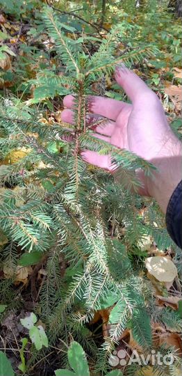 Саженцы ели