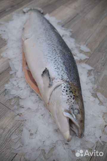 Морепродукты свежие