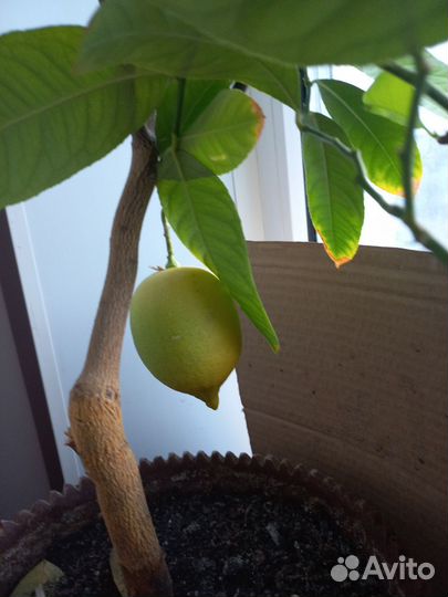 Лимон,мандарин плодоносящий