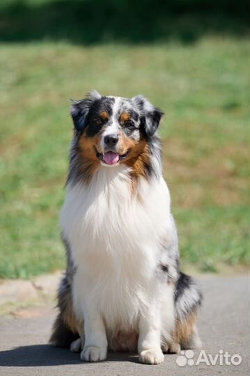 Вязка кобель аусси