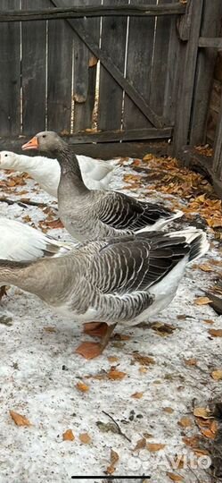 Гуси домашние