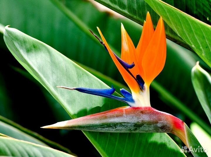 Аглаонема Стрелиция Филодендрон Антуриум