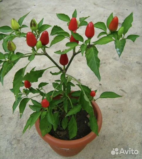 Перец острый (плодоносит)комнатный