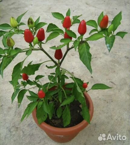 Перец острый (плодоносит)комнатный