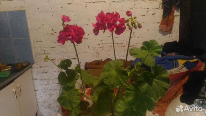 Каланхоэ лечебносортовое. Толстянка. Герань. Калла