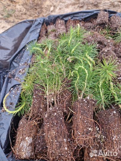 Сеянцы сосны зкс оптом