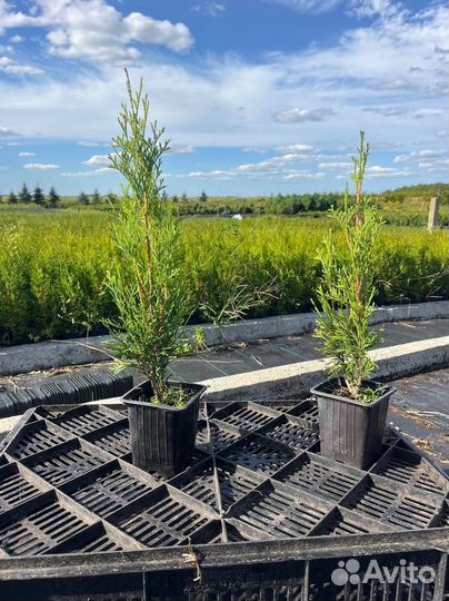 Туи смарагд. по РФ