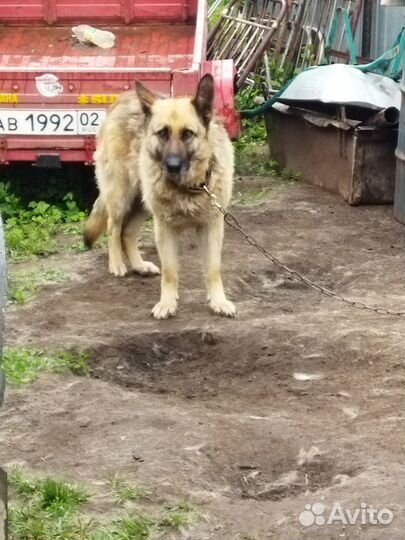 Отдаётся в добрые руки