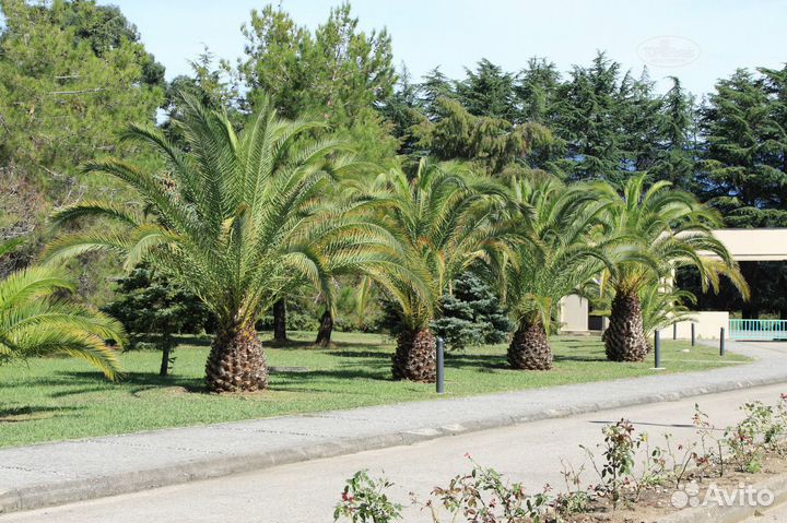 Абхазия отель Самшитовая Роща Полный пансион 14.10