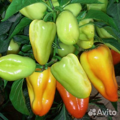 Семена перца Бэст (Поло)