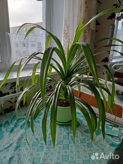 Комнатные растения цветы