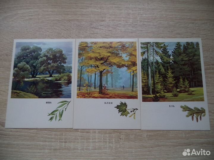 Русский лес