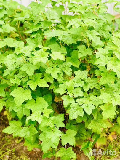 Черная смородина кусты