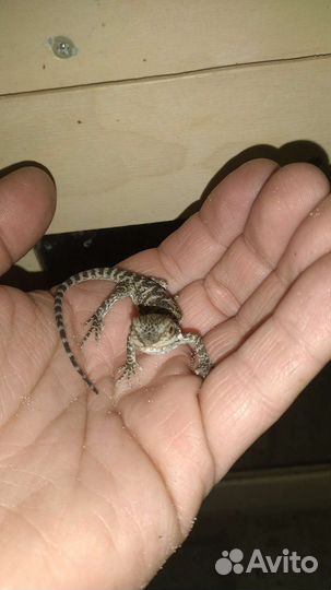 Агама бородатая