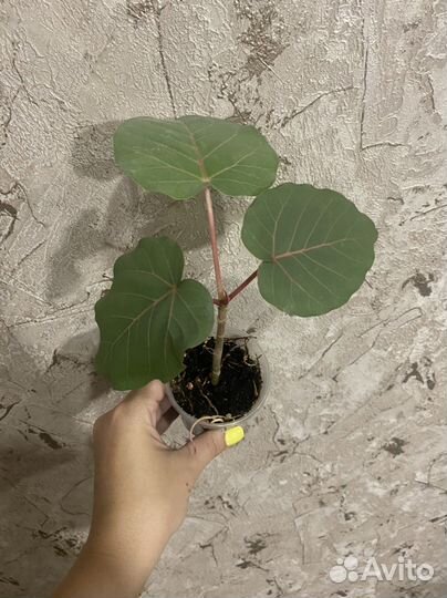 Фикус Петиолярис черенкованный