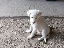 Белый щенок почти 2мес