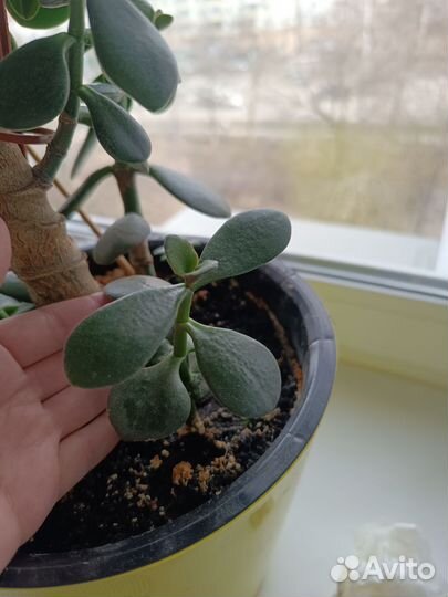 Толстянка денежное дерево