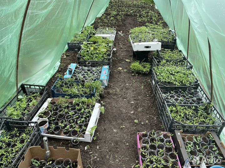 Рассада помидор, огурцы клубники,перец,чай мята