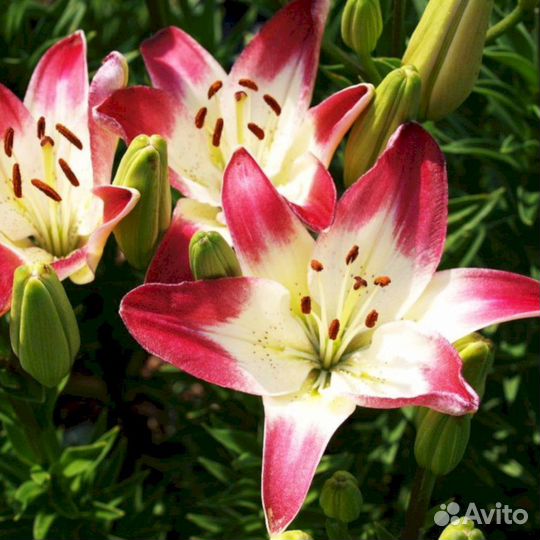 Лилия саженцы Лоллипоп