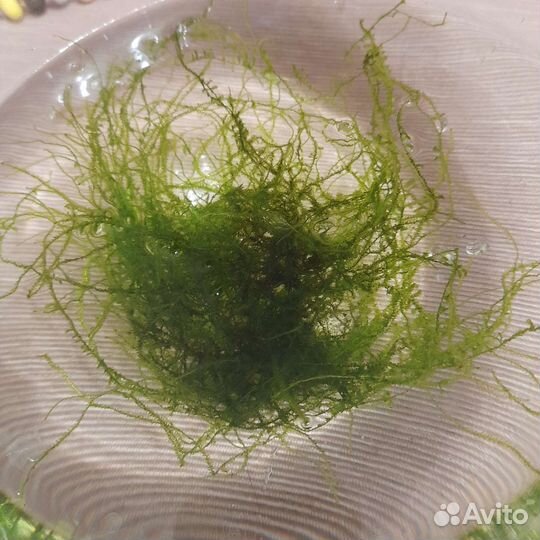 Аквариумные растения