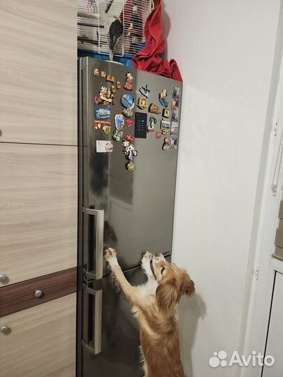 Попугай Корелла мальчик 3 года, немного говорит