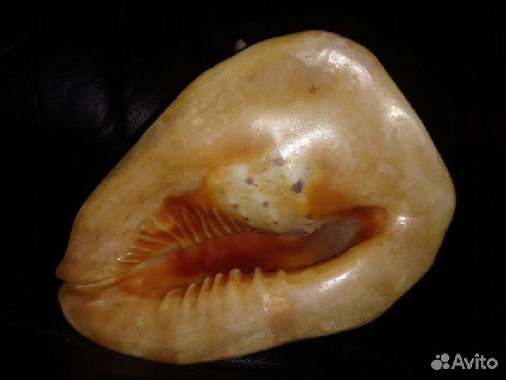 Ракушка океаническая большая